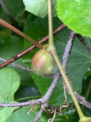 Ampelomyia vitispomum