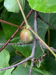 Ampelomyia vitispomum