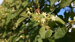 Zehneria scabra