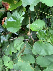 Ampelomyia vitispomum