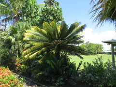 Cycas seemannii