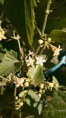Zehneria scabra