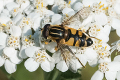 Helophilus neoaffinis
