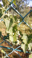 Zehneria scabra