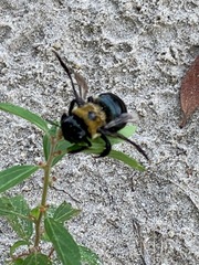 Xylocopa virginica