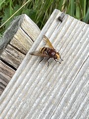 Volucella zonaria