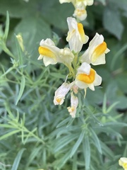 Linaria vulgaris