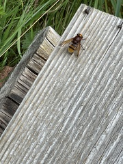 Volucella zonaria