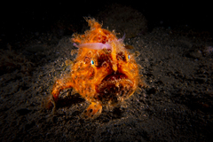 Antennarius striatus