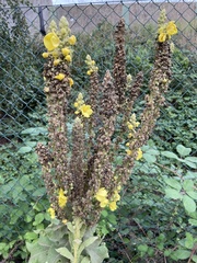 Verbascum