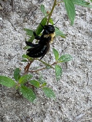 Xylocopa virginica