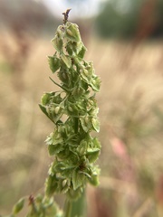 Rumex stenophyllus