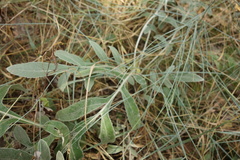 Psephellus marschallianus