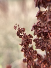 Rumex stenophyllus