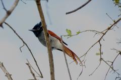 Terpsiphone viridis granti