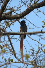 Terpsiphone viridis granti