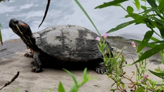 Trachemys scripta elegans