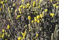 Aspalathus shawii shawii