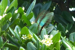 Graphium sarpedon morius
