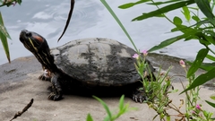Trachemys scripta elegans