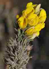 Aspalathus shawii shawii