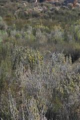 Aspalathus shawii shawii