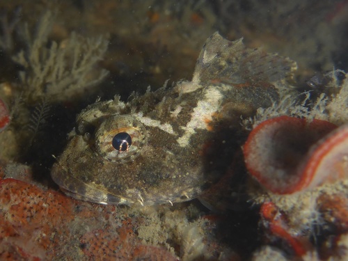 Bonehead sculpin (Artedius notospilotus) — Cottidae
