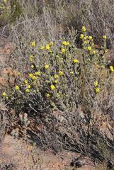 Aspalathus shawii shawii