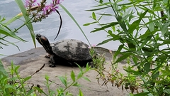 Trachemys scripta elegans