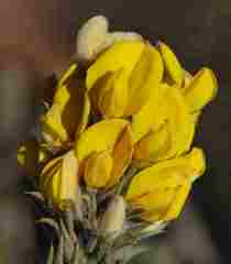 Aspalathus shawii shawii