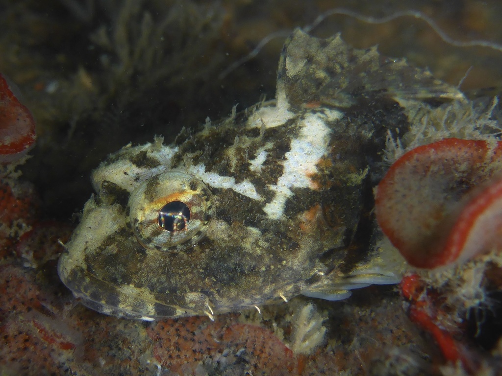 Bonyhead Sculpin