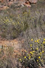 Aspalathus shawii shawii