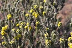 Aspalathus shawii shawii