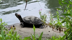 Trachemys scripta elegans