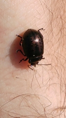 Chrysolina exanthematica