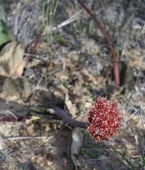 Haemanthus nortieri