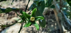 Gonolobus megalocarpus