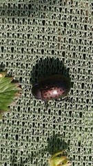 Chrysolina exanthematica