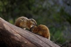 Paraxerus cepapi cepapi