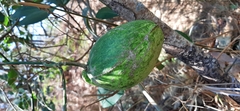 Gonolobus megalocarpus