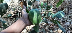 Gonolobus megalocarpus