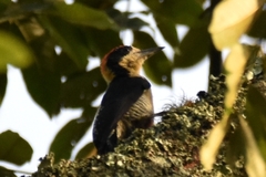 Melanerpes pulcher