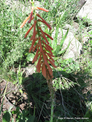 Kniphofia laxiflora