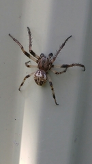 Larinioides cornutus