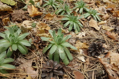 Sempervivum ruthenicum