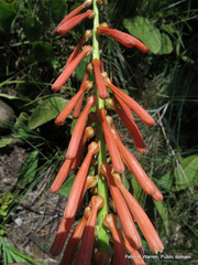 Kniphofia laxiflora