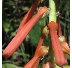 Kniphofia laxiflora