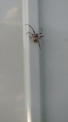 Larinioides cornutus