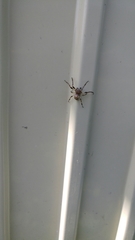 Larinioides cornutus