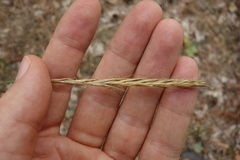 Elymus caninus